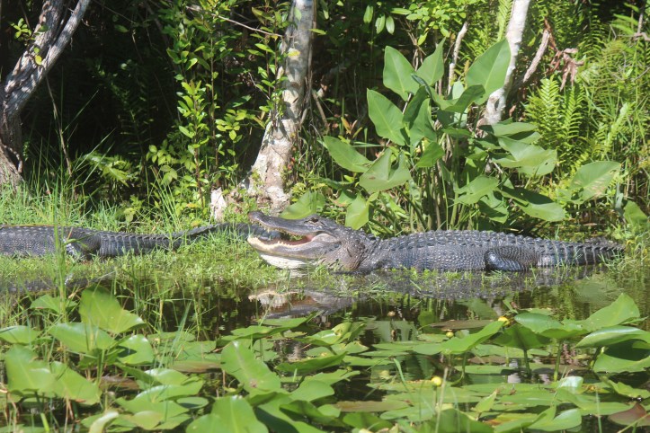 everglades3