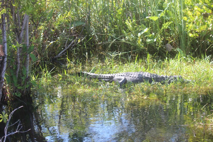 everglades4
