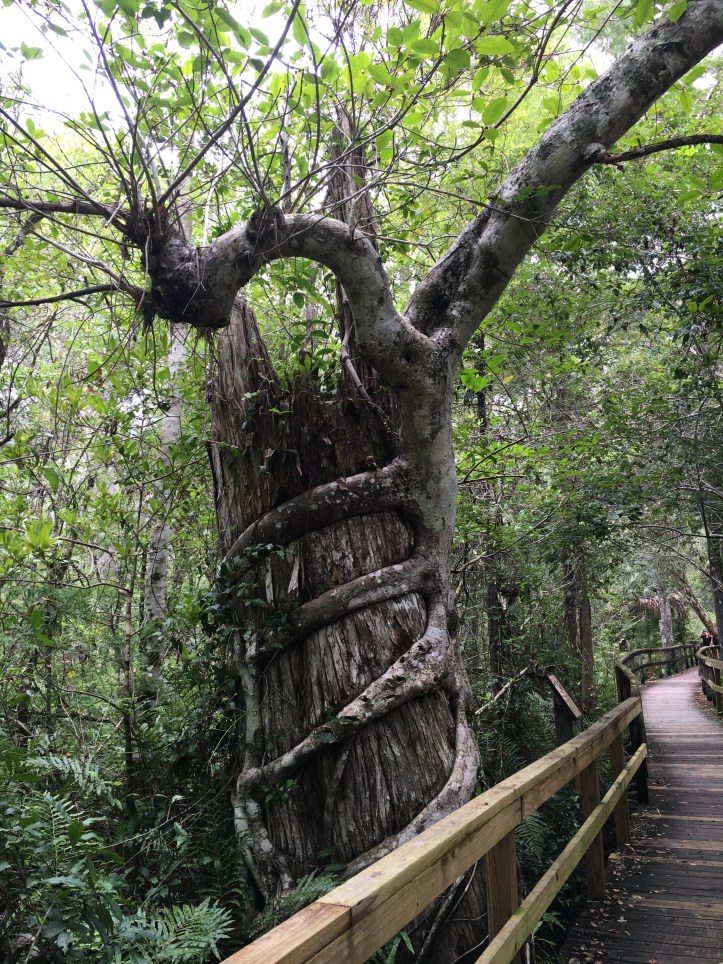 stranglerfigcypress