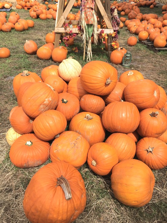 pumpkinpatch2
