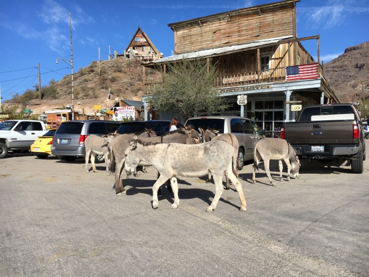 oatmanazdonkeys