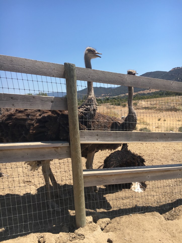 ostrichlandusa3