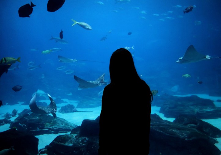 georgiaaquamestingray